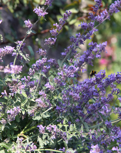 Nepeta Hybride `Purrsian Blue`